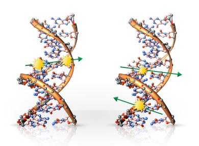 DNA damage caused by ionizing radiation — one or both double helix strains are broken. DNA damage caused by ionizing radiation — one or both double helix strains are broken.